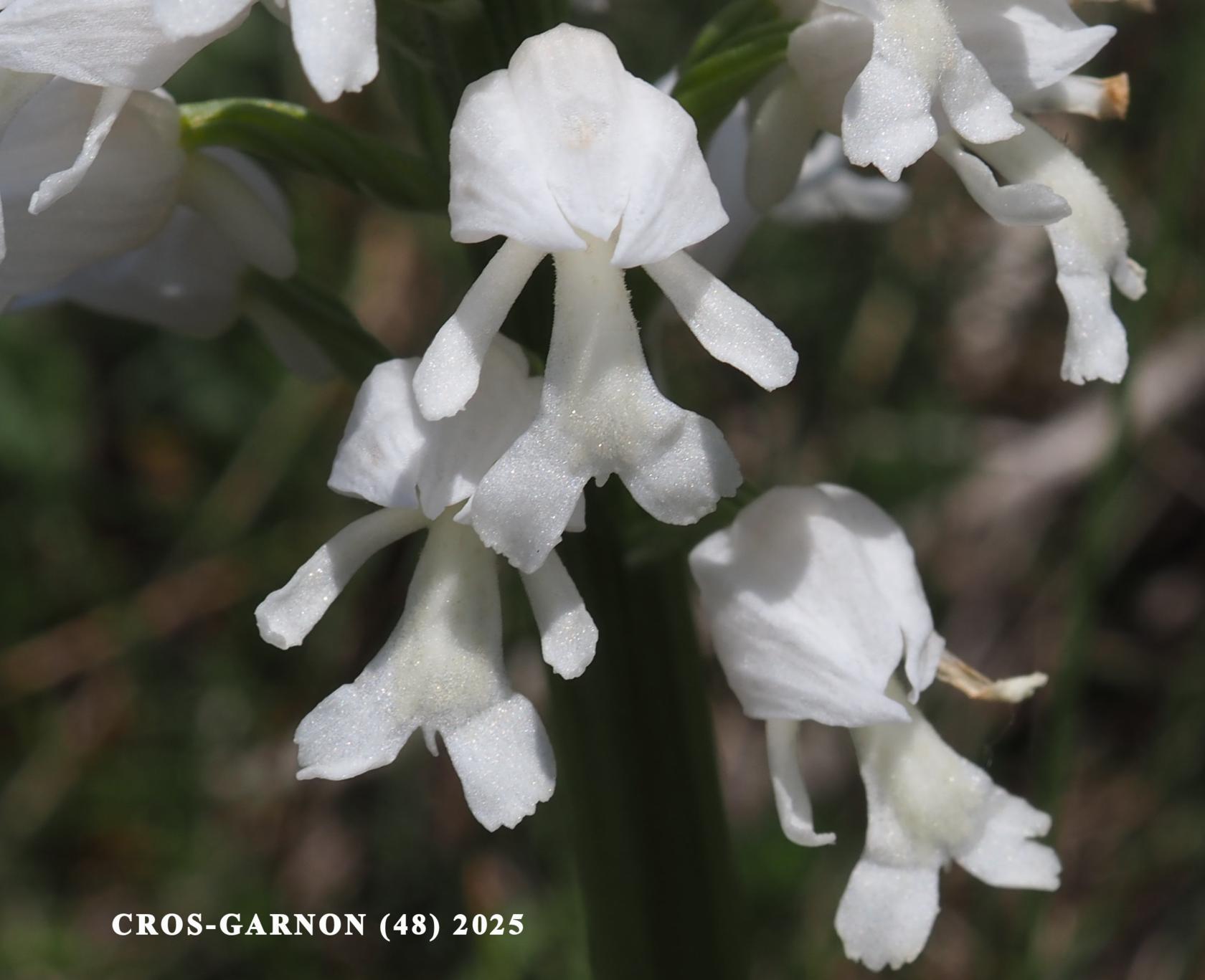 Orchid, Military var. hypochromia